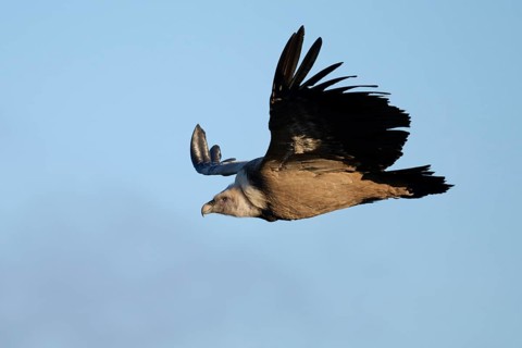 A Griffon Vulture gracefully soars across the blue sky of Alicante, Spain Its impressive wingspan