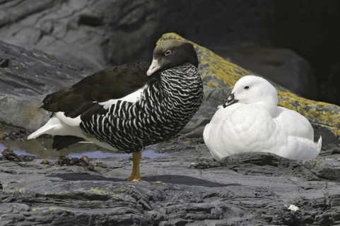 Kelp Goose (Chloephaga hybrida) female, Falkland Islands
