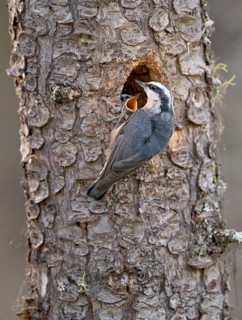 Red-breasted Nuthatch (Sitta canadensis) feeding chick in breeding hole, British Columbia, Canada
