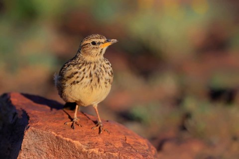 Bush Pipit (Anthus caffer), adult, on rocks, vigilant, Pilanesberg National Park, North West