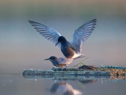 Black Tern (Chlidonias niger) pair mating, Mecklenburg-Western Pomerania, Germany