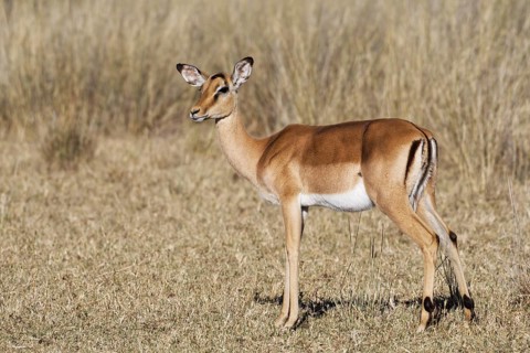 Common impala (Aepyceros melampus), adult female in dry grassland, savanna, Mahango Core Area,