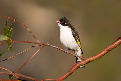 Painted Honeyeater (Grantiella picta), Victoria, Australia