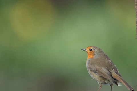 European robin (Erithacus rubecula) adult garden bird head portrait, Suffolk, England, United