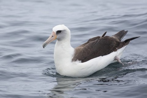 Laysan Albatross (Phoebastria immutabilis), Alaska, USA