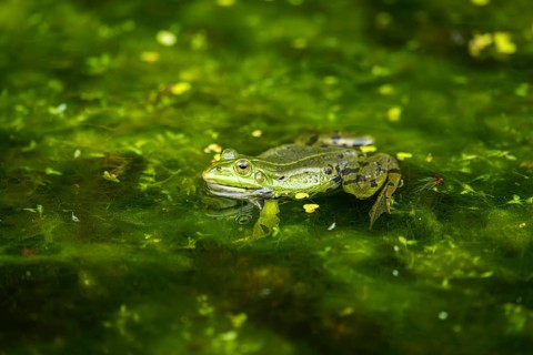 Edible frog (Pelophylax esculentus) in a little lake in the water, Bavaria, Germany