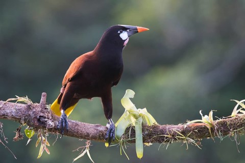 Montezuma's forehead bird (Gymnostinops montezuma), Costa Rica