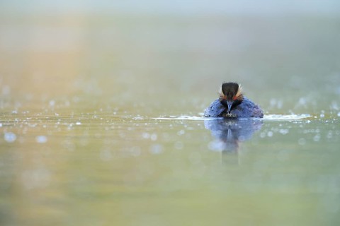Black-necked Grebe (Podiceps nigricollis) Bavaria, Germany
