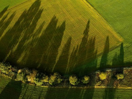 Drone image, tracks on a mown meadow with shadow of trees, from above, structure, agriculture,