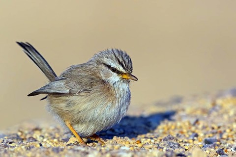 Desert Prinia, Scotocerca inquieta, Israel