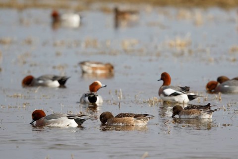 Eurasian Wigeon (Mareca penelope), Netherlands