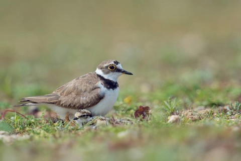 Little Ringed Plover (Charadrius dubius) huddling on field, North Rhine-Westphalia, Germany