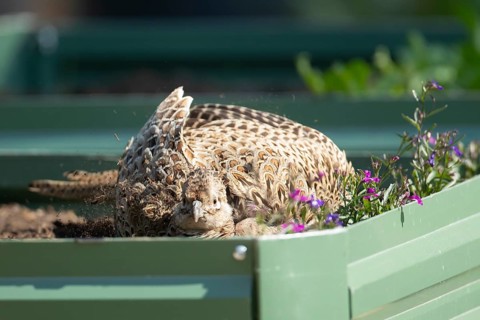 Common pheasant (Phasianus colchicus) adult female game bird dust bathing on a garden raised bed,