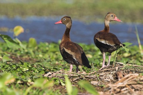 Black-bellied Whistling Duck (Dendrocygna autumnalis), Costa Rica