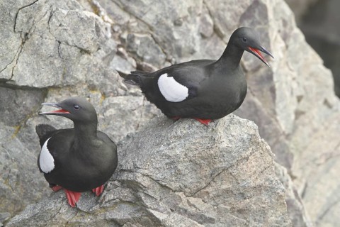 Black Guillemot (Cepphus grylle), Newfoundland, Canada