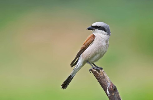 Red-backed Shrike (Lanius collurio) male perched on a branch, Aosta Valley, Italy