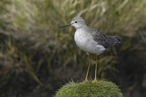 Lesser Yellowlegs (Tringa flavipes), Falkland Islands