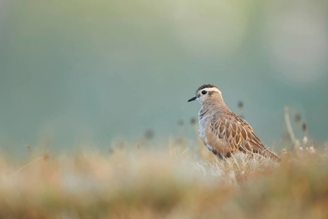 Eurasian Dotterel (Charadrius morinellus), Grisons, Switzerland