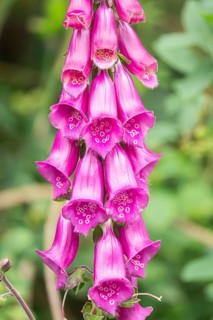 Close up of vibrant pink foxglove flowers blooming in a lush garden, showcasing the intricate bell