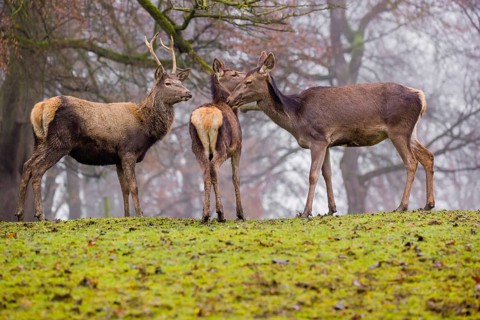A Red Deer hind with her calf (Cervus elaphus) and a young stag stand on a green meadow at a forest