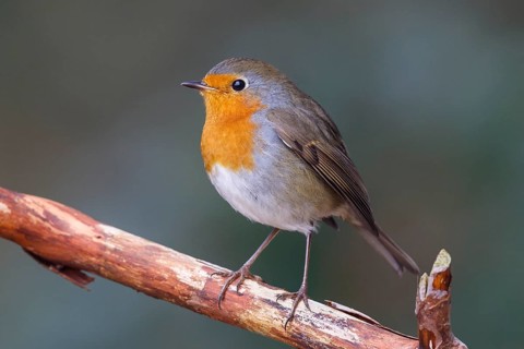 European Robin (Erithacus rubecula), North Rhine-Westphalia, Germany