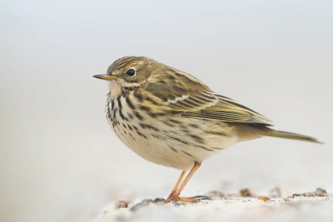 Meadow Pipit - Wiesenpieper - Anthus pratensis ssp. pratensis, Germany