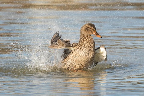 Mallard (Anas platyrhynchos) female bathing, Bavaria, Germany