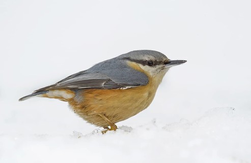 Eurasian Nuthatch (Sitta europaea) on snow, Aosta Valley, Italy
