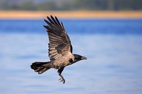 Northern European hooded crow (Corvus cornix cornix, Corvus corone cornix) flying over water of