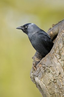Dohle (Corvus monedula), Jackdaw, Altvogel schaut aus der Nisthoehle, beim Nestbau, April, Borken,