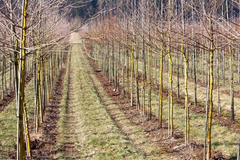 Tree nursery, Germany