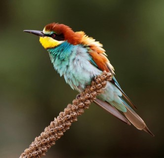 European Bee-eater (Merops apiaster), Castile, Spain