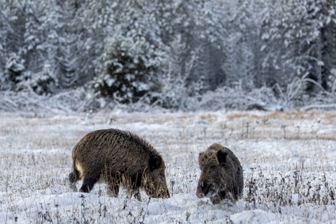 The overrun boar (Sus scrofa) evades the already present boar, winter, snow, cold, mating season,