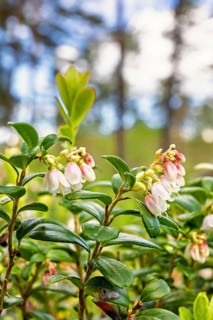 Close up at Lingonberry (Vaccinium vitis-idaea) in bloom at a coniferous forest at a low angle