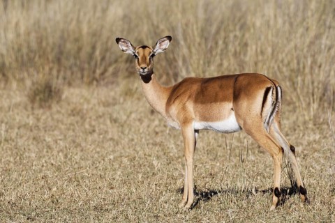 Common impala (Aepyceros melampus), adult female in dry grassland, eye contact, savanna, Mahango