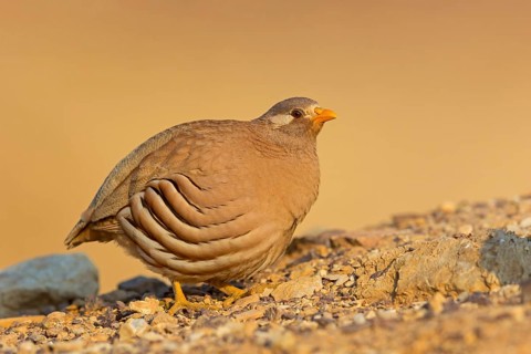 Arabian partridge, (Ammoperdix heyi), animal, animals, bird, birds, sand partridge, partridges,