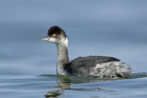 Black-necked Grebe (Podiceps nigricollis), Texas, USA
