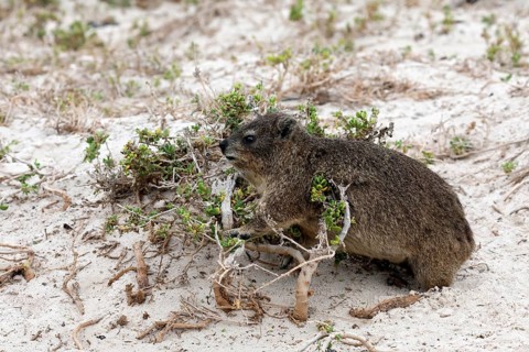 Rock hyrax (Procavia capensis), adult, beach, foraging, alert, Boulders Beach, Simon's Town,
