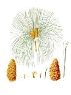 Canary Island pine, Pinus canariensis, Canary pine, Canary Island pine, tree, digitally enhanced
