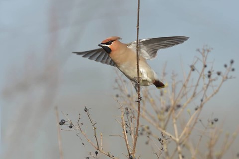 Bohemian Waxwing (Bombycilla garrulus), North Rhine-Westphalia, Germany
