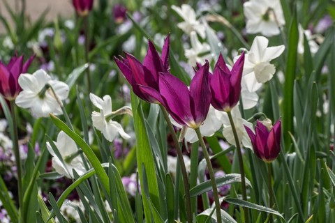 Tulips (Tulipa) in a flower bed, Lower Saxony, Germany