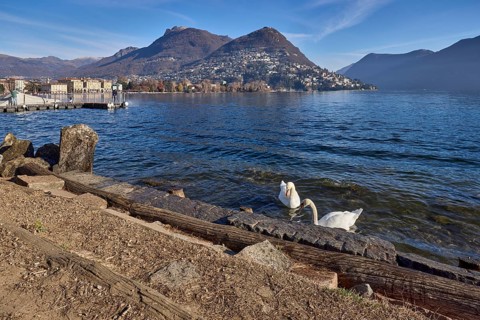 Mute swan (Cygnus olor), lakeshore, hill, village, haze, blue sky with veil clouds, Lake Lugano,