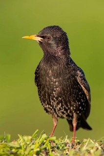 Starling, Starling, European Starling, Common Starling, Sturnus vulgaris, Etourneau sansonnet,