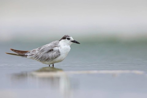 White-bearded Tern, White-bearded Tern, (Chlidonias hybridus), (Chlidonias hybrida), family of