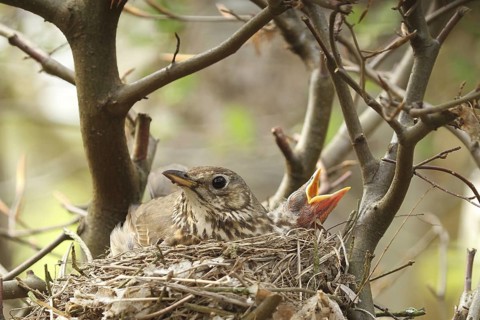 Song Thrush (Turdus philomelos) chick, Lower Saxony, Germany