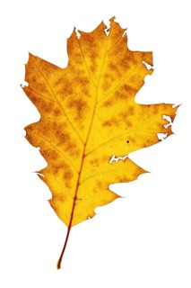 Autumn-coloured leaf of an American white oak (Quercus alba), tree, free-standing, Vechta, Lower