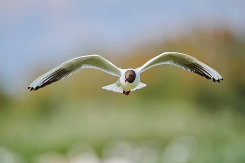 Black-headed gull (Chroicocephalus ridibundus), flying, Camargue, France