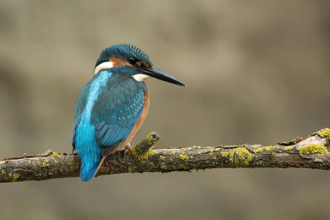 Ijsvogel juvenile man geringd, Kingfisher juvenile male ringed