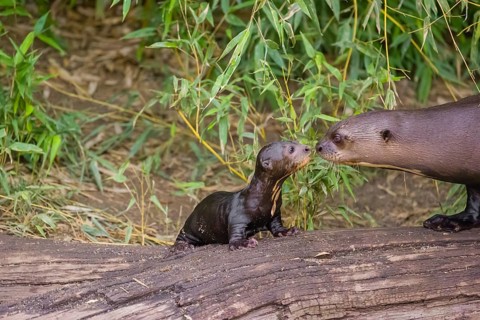 A two-year-old giant otter or giant river otter (Pteronura brasiliensis) cares for a 2-month-old