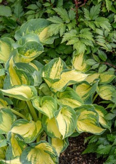 Funkia (Hosta 'Great Expectations'),  Sweden